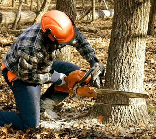 Tree Removal in Gillett, WI